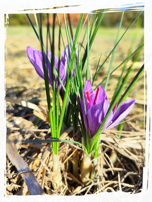 Crocus Sativus rossa passione