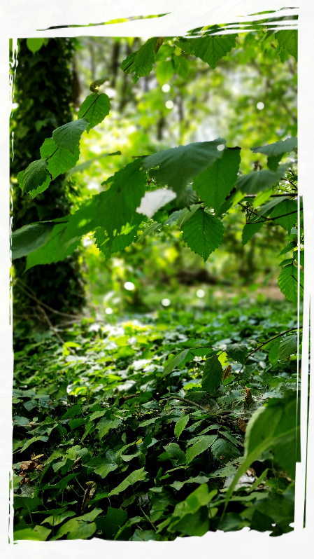 Bosco Alchemico Vita vegetale