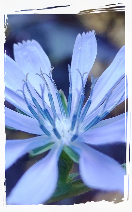 Cicoria selvatica Orti rigenerativi
