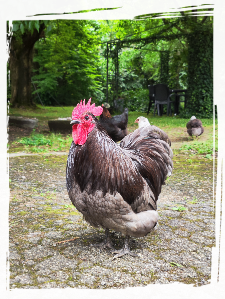 Gallo Orpington Blue