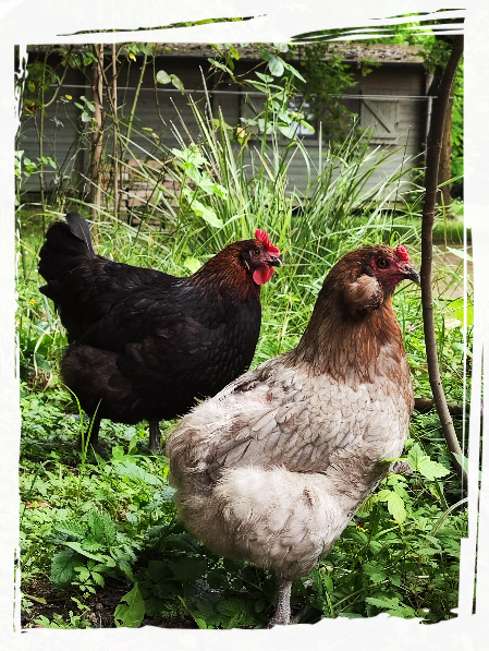 Super uova Galline felici