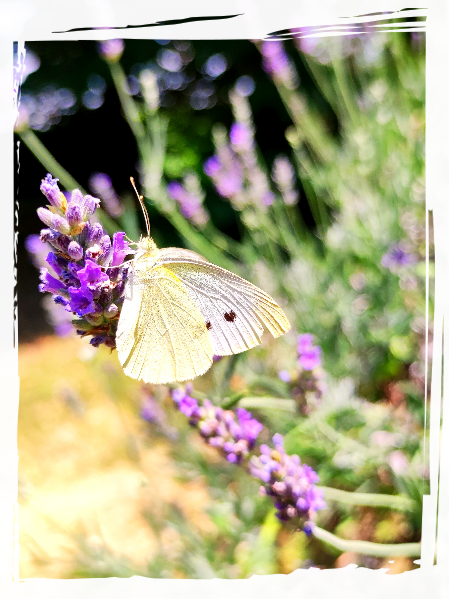 Lavanda ibrida Farfalla cuore