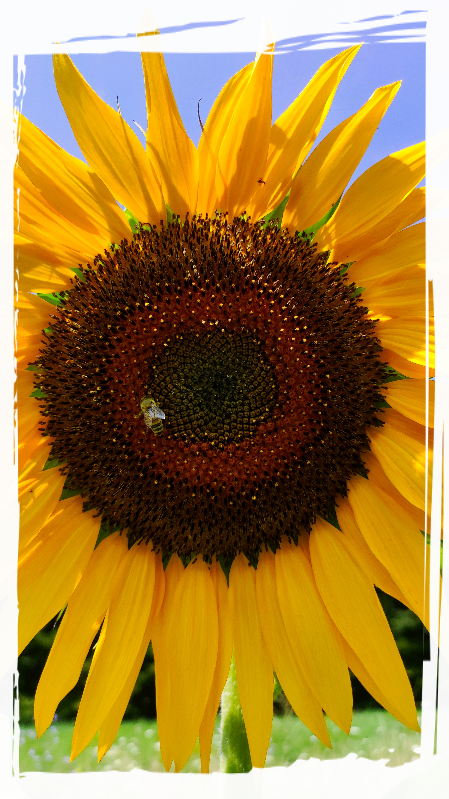 Girasole Sole interiore